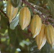 Origines du cacao